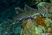 Cymbacephalus beauforti-Moga Island Bopa 3-26m-20180529-Denis-ADER-DSC_1910_tn